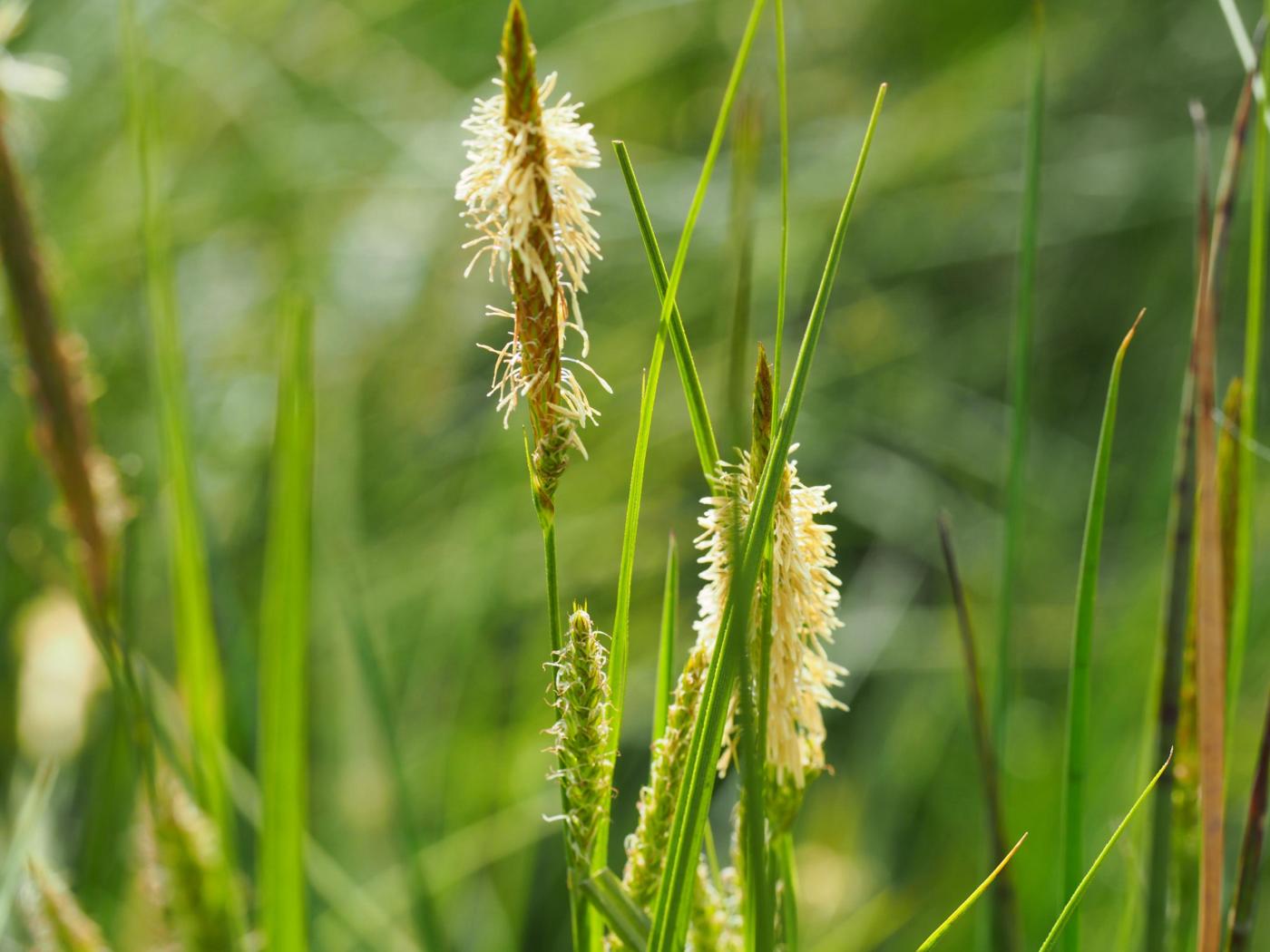 Sedge, Bladder flower